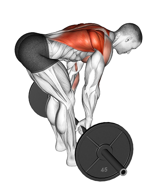 Bent Over Row (Barbell)