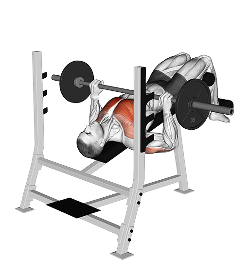 Decline Bench Press (Barbell)