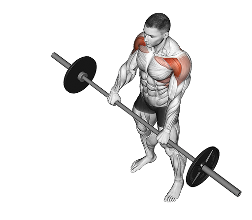Front Raise (Barbell)