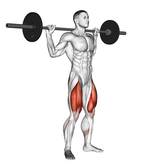 Squat (Barbell)