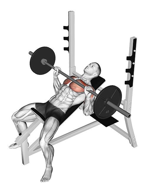 Incline Bench Press (Barbell)