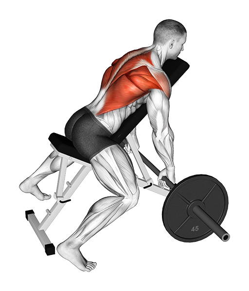Incline Row (Barbell)