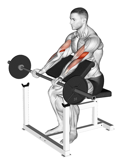 Preacher Curl (Barbell)