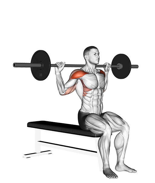Military Press - Behind Head, Seated (Barbell)