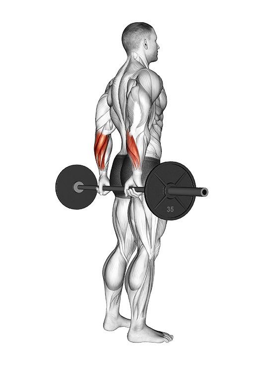 Back Wrist Curl - Standing (Barbell)