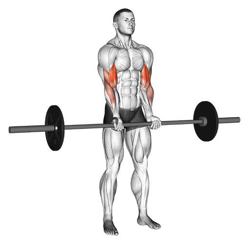 Biceps Curl - Standing, Close Grip (Barbell)