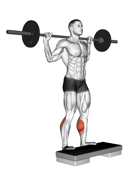 Calf Raise - Standing (Barbell)