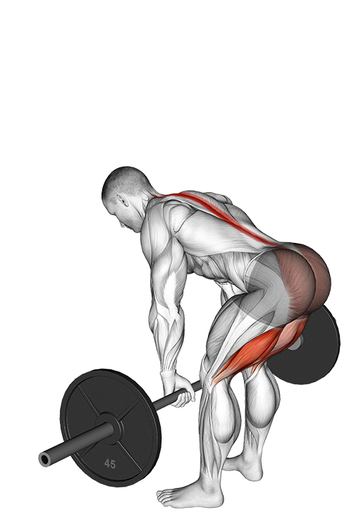 Straight Leg Deadlift (SDL) (Barbell)