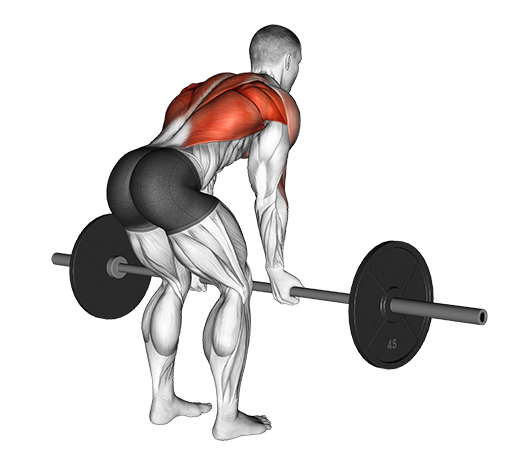 Bent Over Row - Reverse Grip (Barbell)