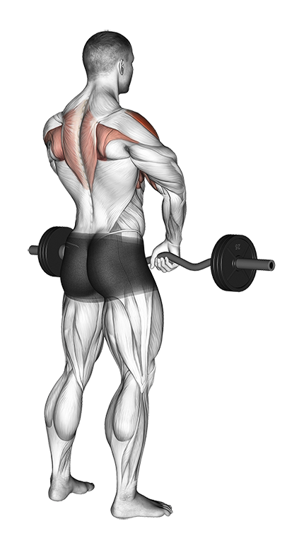 Upright Row (Barbell)