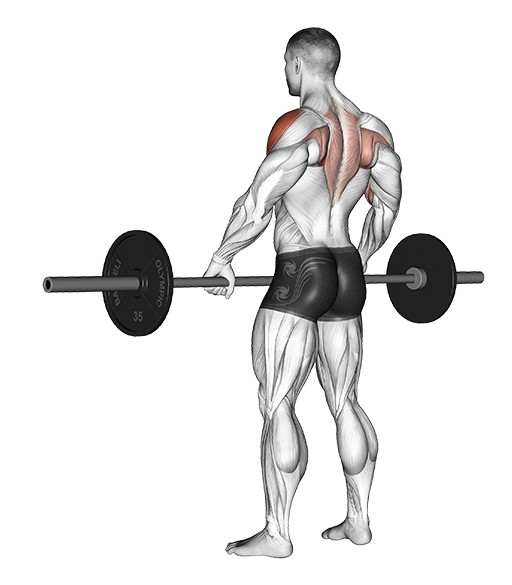 Upright Row - Wide Grip (Barbell)