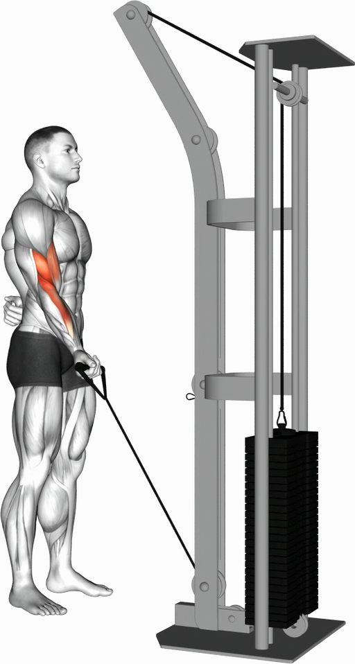 Biceps Curl - Single Arm (Cable)