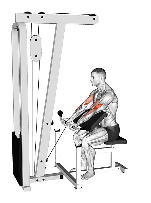 Preacher Curl (Cable)