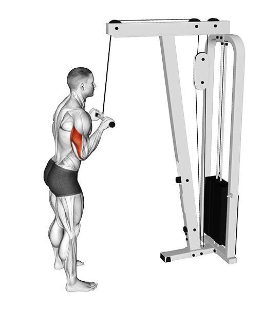 Triceps Pushdown (Cable)