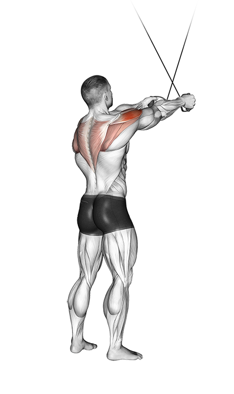 Rear Delt Reverse Fly - Cross-Over, Standing (Cable)