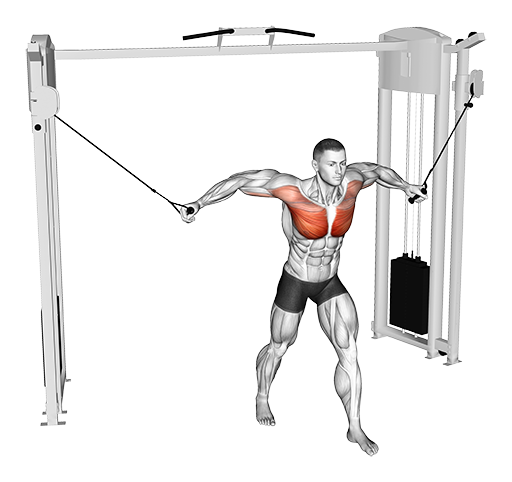 Chest Fly (High to Low) (Cable)