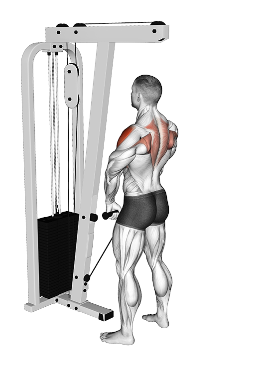 Upright Row (Cable)