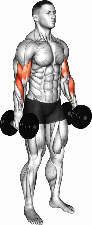 Biceps Curl - Alternate (Dumbbell)