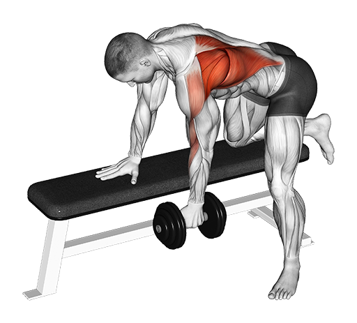 Bent Over Row - One Arm (Dumbbell)