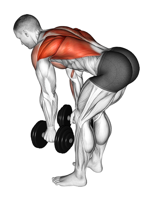 Bent Over Row (Dumbbell)