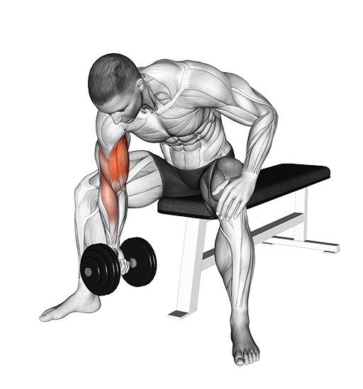 Concentration Curl (Dumbbell)