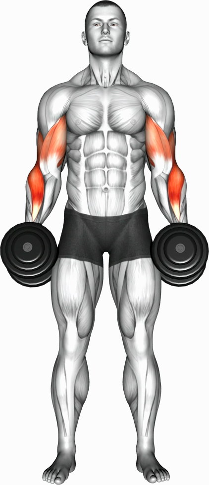Cross Body Hammer Curl (Dumbbell)
