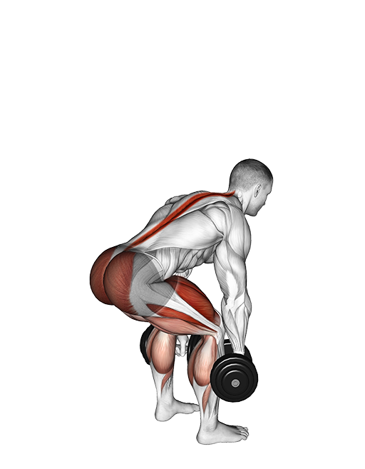 Deadlift (Dumbbell)