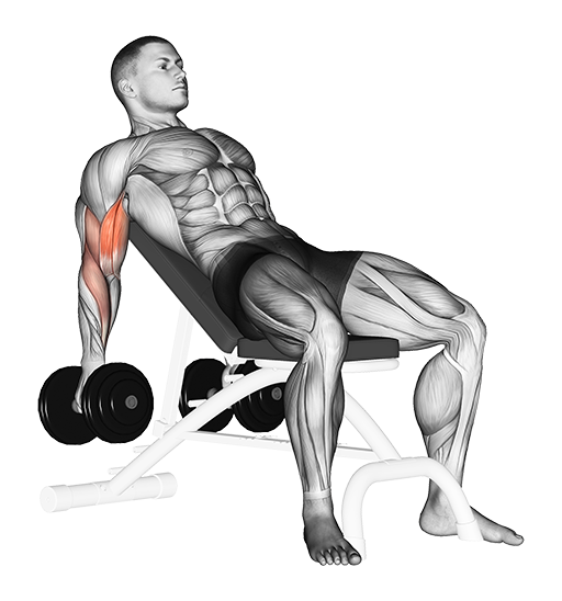 Incline Biceps Curl (Dumbbell)