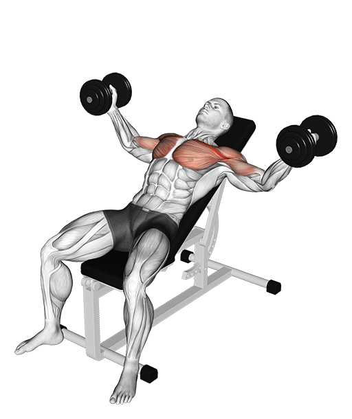 Incline Chest Fly (Dumbbell)