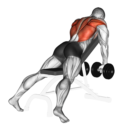 Incline Row (Dumbbell)