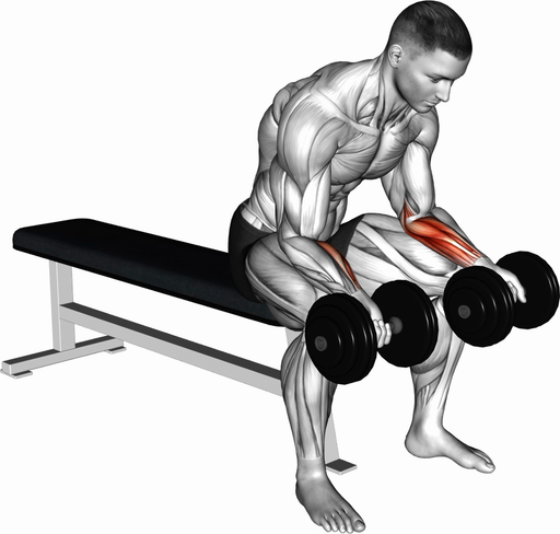 Wrist Curl - Seated, Palms Up (Dumbbell)