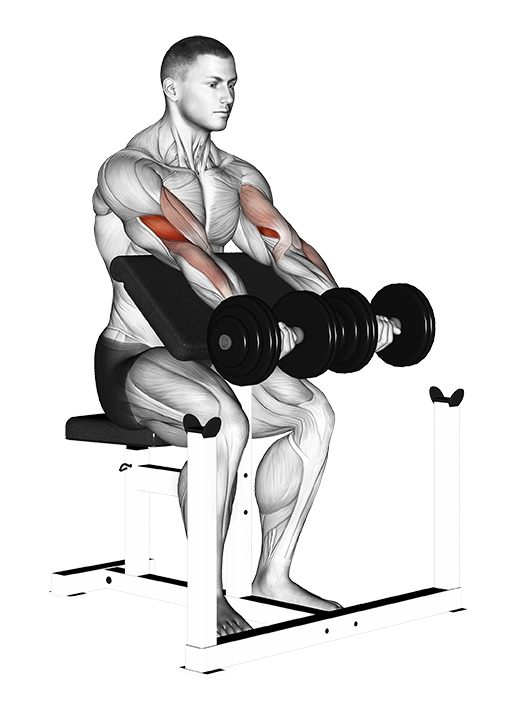 Preacher Curl (Dumbbell)