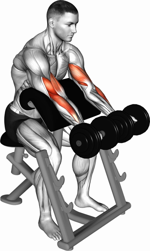 Preacher Hammer Curl (Dumbbell)