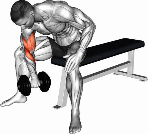 Concentration Curl - Reverse Grip (Dumbbell)