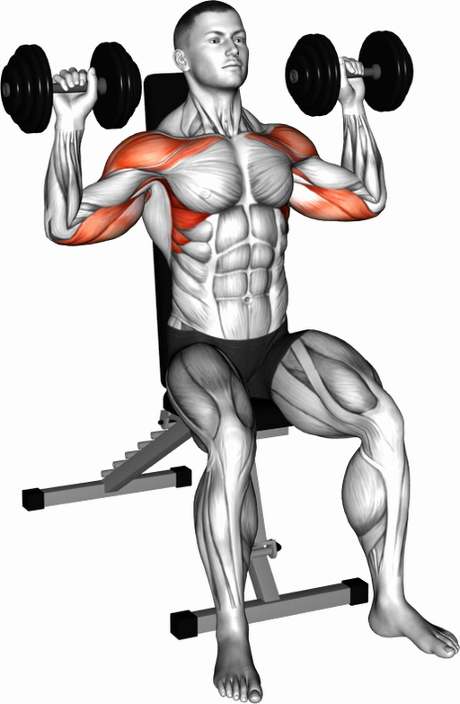 Shoulder Press - Seated (Dumbbell)