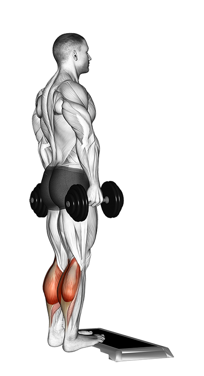 Calf Raise - Standing (Dumbbell)