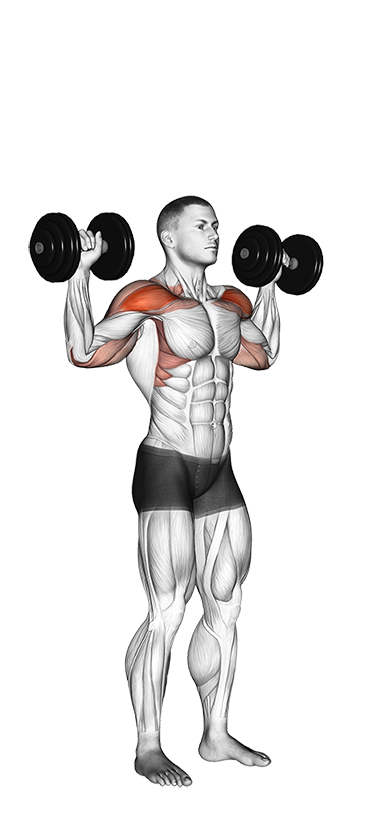 Overhead Press - Standing (Dumbbell)