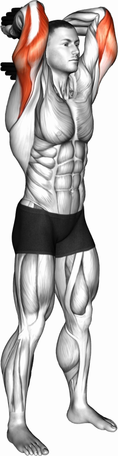Triceps Extension - Standing (Dumbbell)