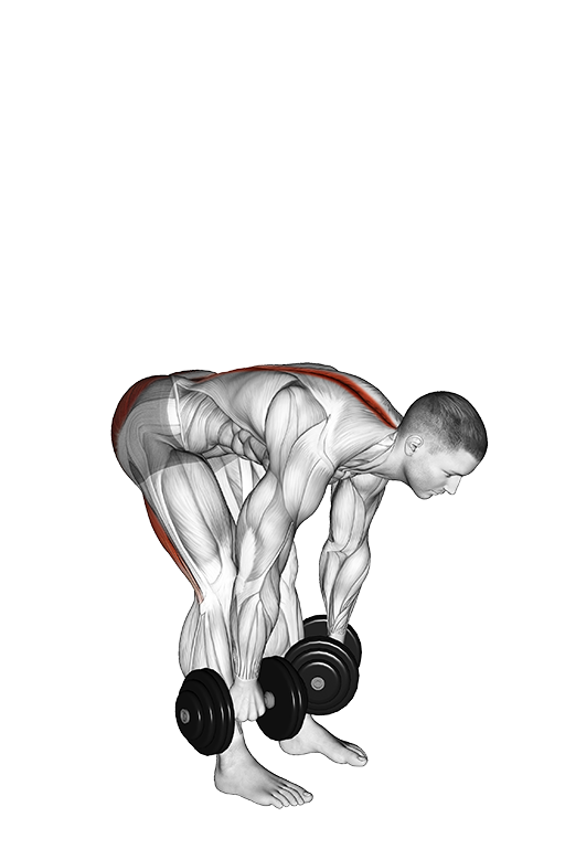 Straight Leg Deadlift (SDL) (Dumbbell) v2