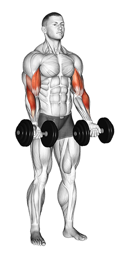 Zottman Curl (Dumbbell)