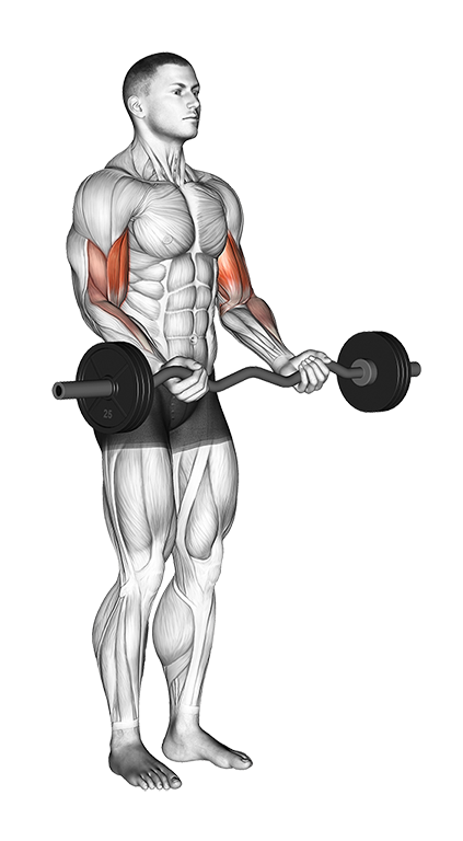 Biceps Curl (EZ Bar)