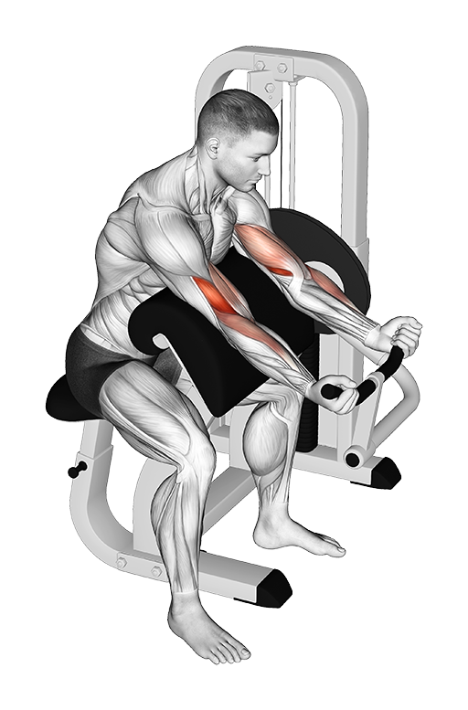 Preacher Curl (Machine)