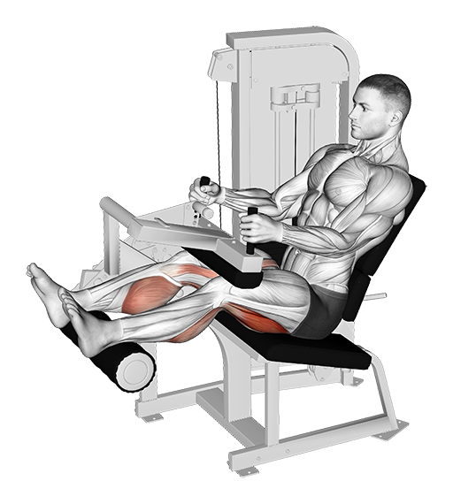 Leg Curl - Seated (Machine)