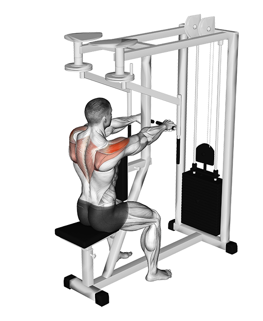Rear Delt Reverse Fly - Seated (Machine)
