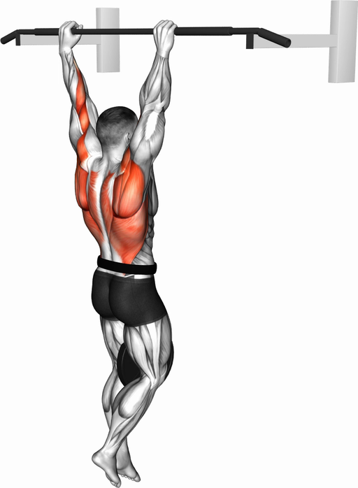 Pull Up (Weighted)