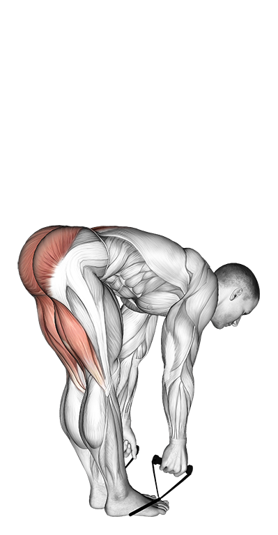 Straight Leg Deadlift (SDL) (Band)