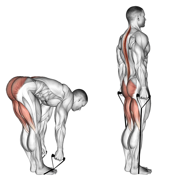 Straight Leg Deadlift (SDL) (Band)