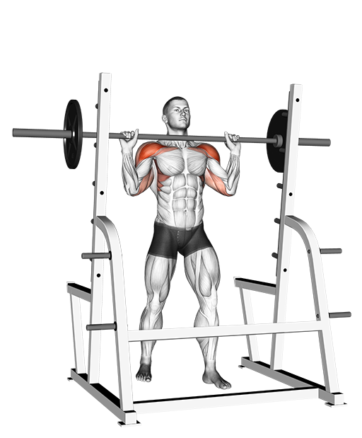 Military Press - Standing (Barbell)