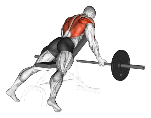 Incline Bench Row - Reverse Grip (Barbell)