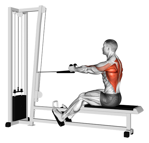 Row - Seated (Cable: Rope)